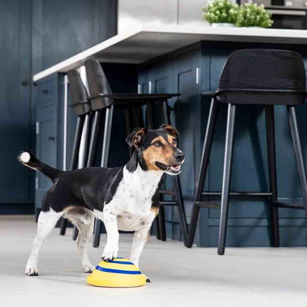 Sounding Disc Woof Glider Dog Toy