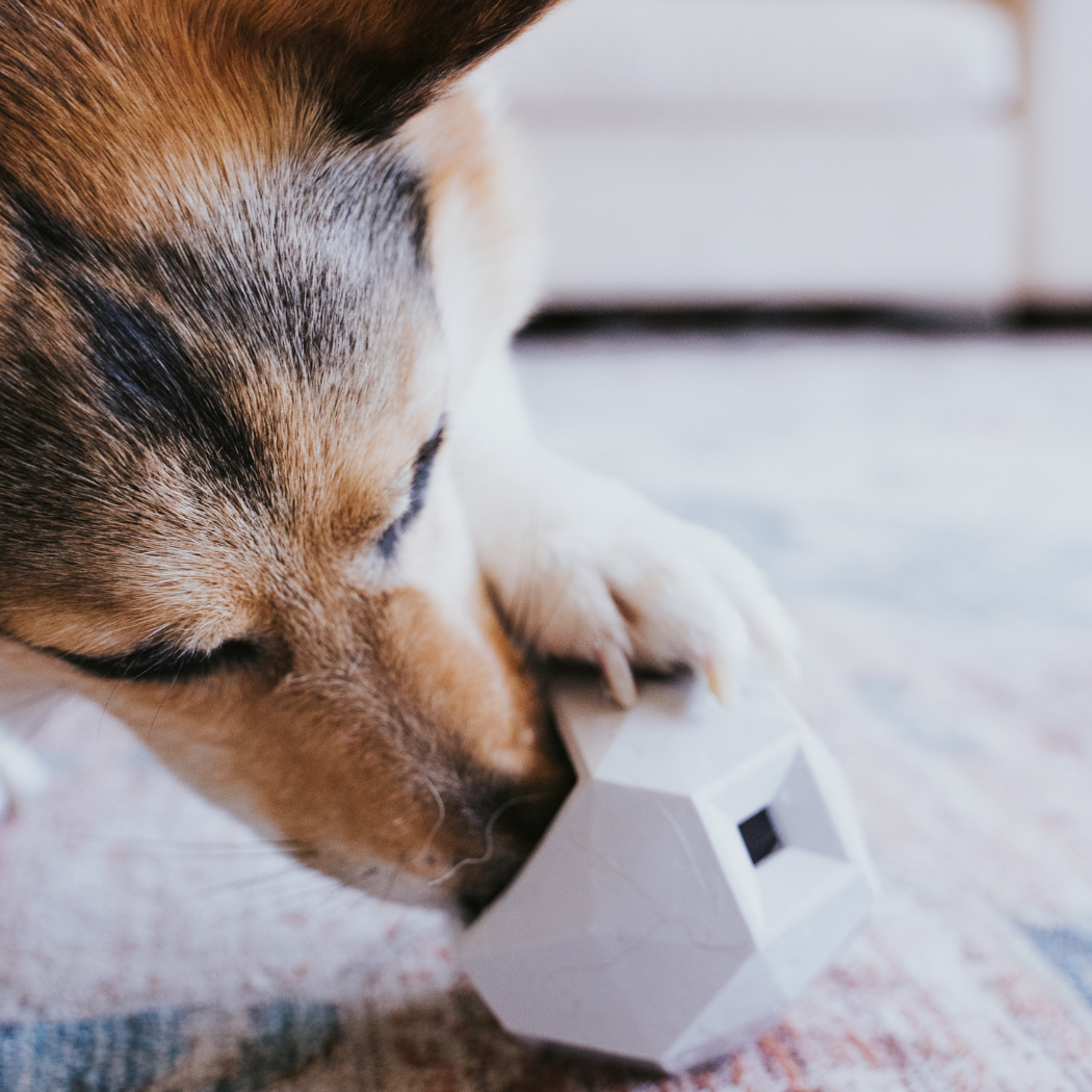 The Odin Treat-Dispensing Dog Toy