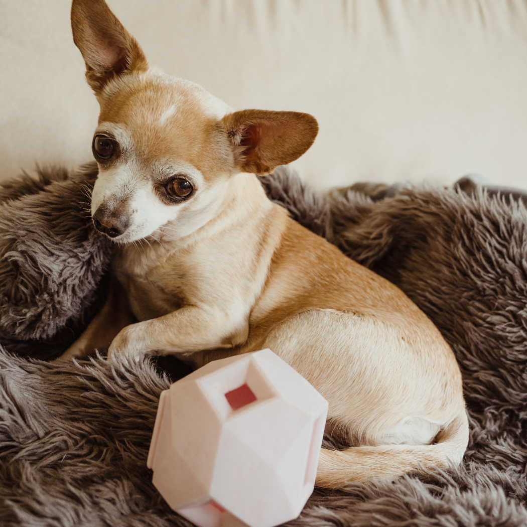 The Odin Treat-Dispensing Dog Toy